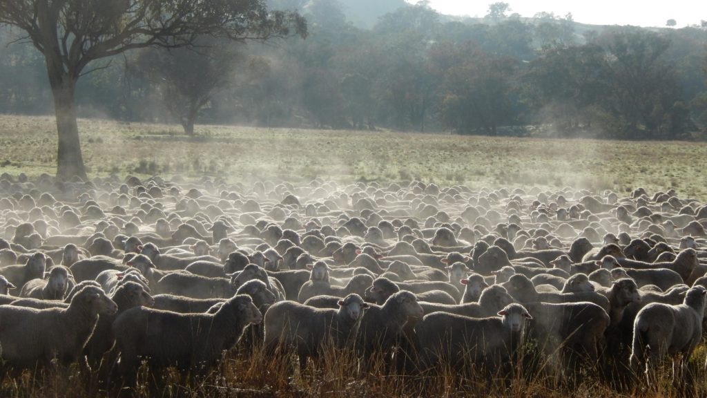 Glenwood SRS Merino sheep in the paddock